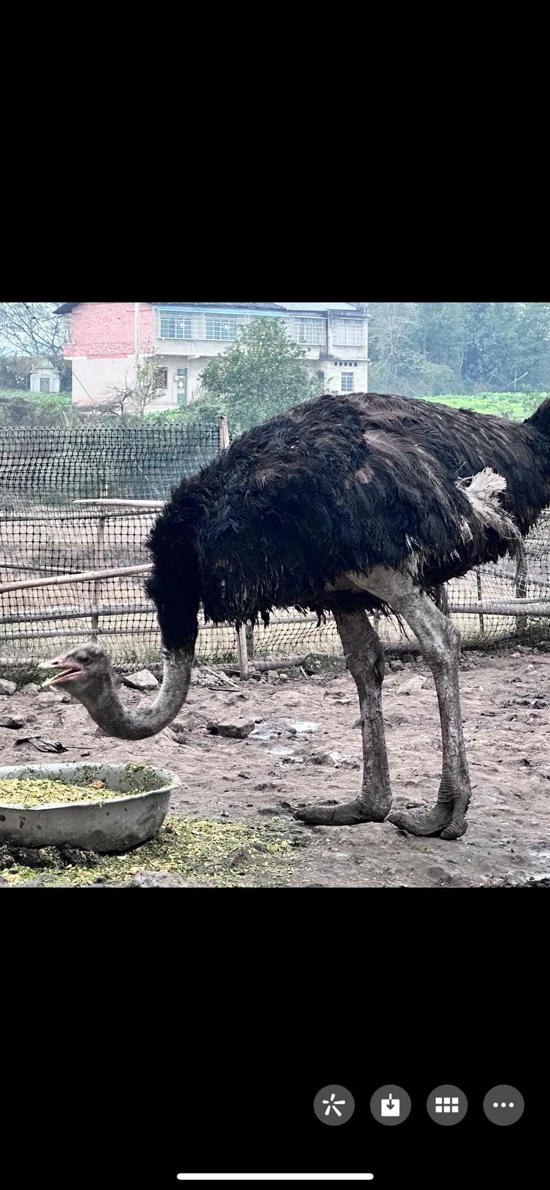 养殖鸵鸟哪个品种好？-第1张图片-宁夏农业信息网