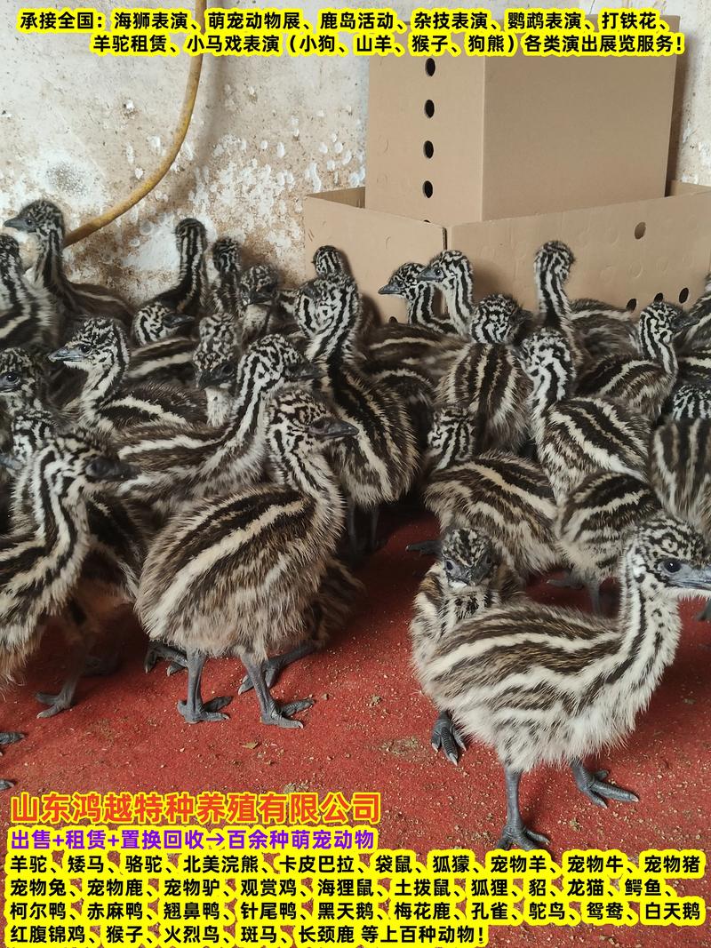 养殖鸵鸟哪个品种好？-第3张图片-宁夏农业信息网