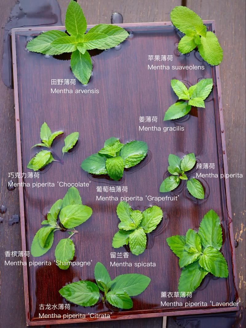 哪种薄荷驱蚊效果最好？-第1张图片-宁夏农业信息网
