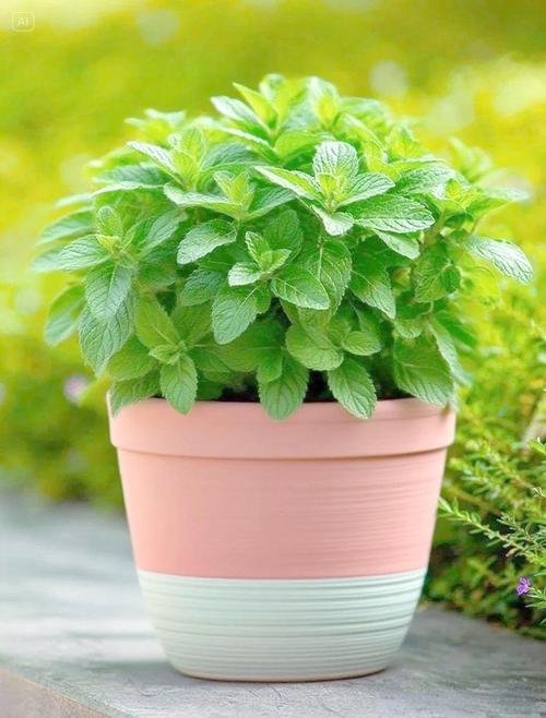 哪种薄荷驱蚊效果最好？-第2张图片-宁夏农业信息网