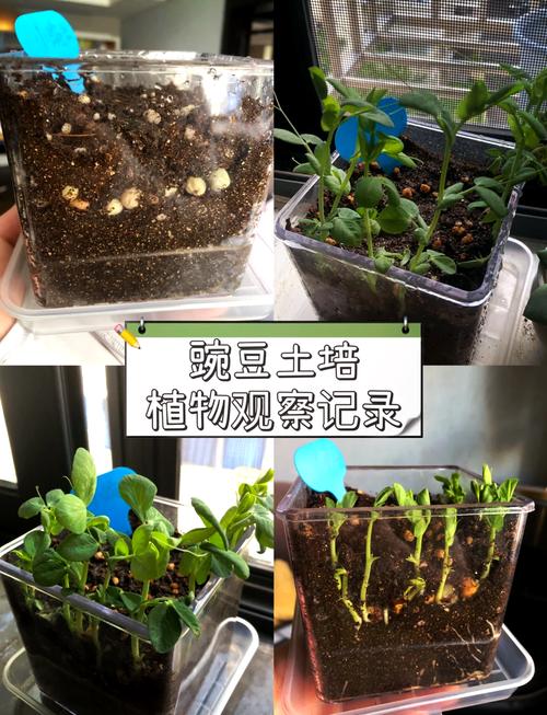 豌豆苗怎么种？时间方法有哪些？-第1张图片-宁夏农业信息网
