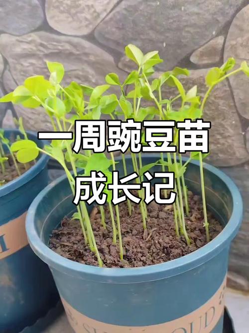 豌豆苗怎么种？时间方法有哪些？-第3张图片-宁夏农业信息网