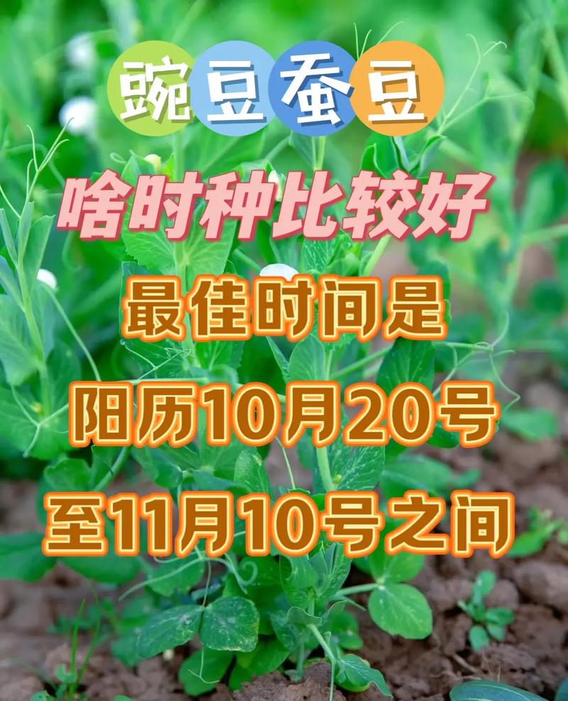 豌豆苗怎么种？时间方法有哪些？-第2张图片-宁夏农业信息网
