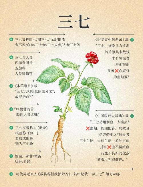 田七如何种植？图片与种植方法详解？-第1张图片-宁夏农业信息网