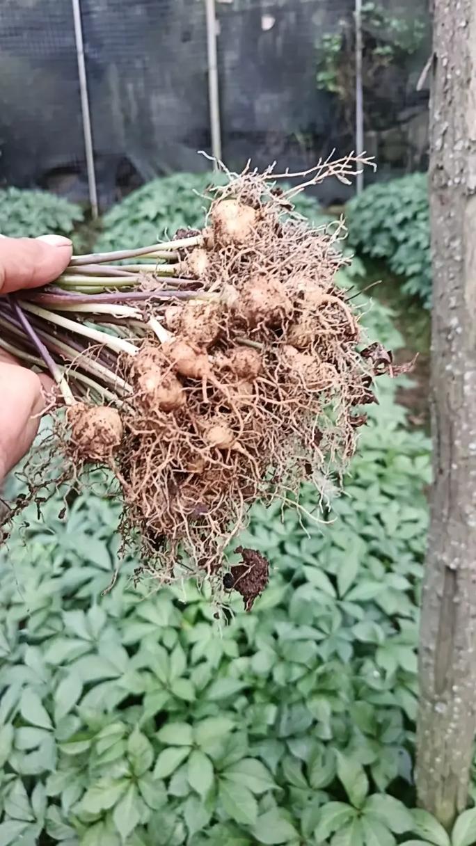 田七如何种植？图片与种植方法详解？-第2张图片-宁夏农业信息网