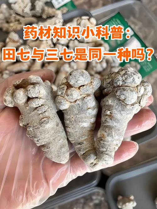 田七如何种植？图片与种植方法详解？-第3张图片-宁夏农业信息网