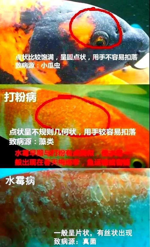 鱼感染病毒后该如何治疗？-第2张图片-宁夏农业信息网