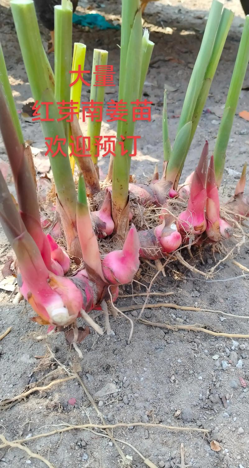 南姜何时种？方法有哪些关键点？-第1张图片-宁夏农业信息网