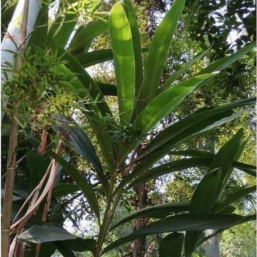 南姜何时种？方法有哪些关键点？-第2张图片-宁夏农业信息网