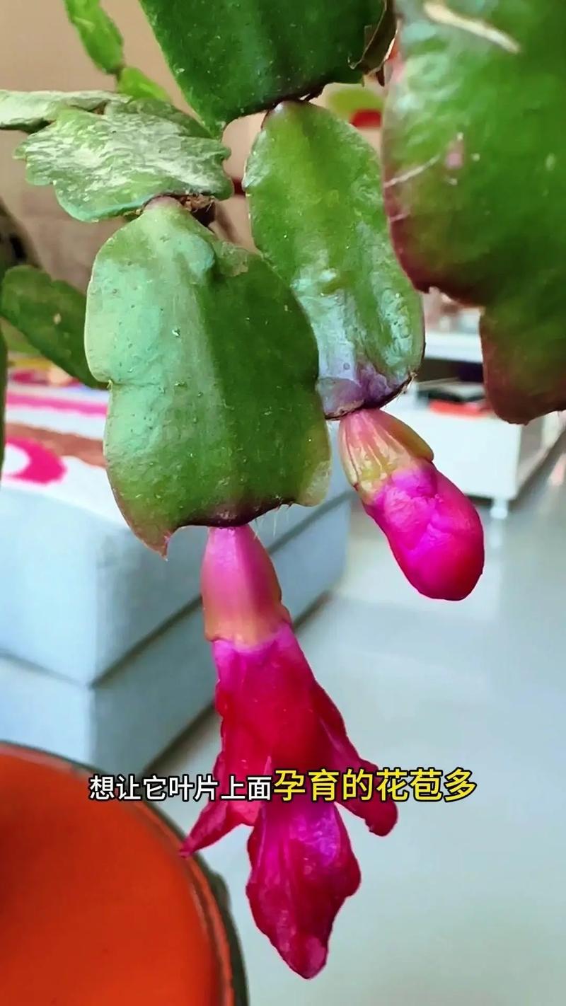 冬季蟹爪兰怎么养才开花？-第1张图片-宁夏农业信息网