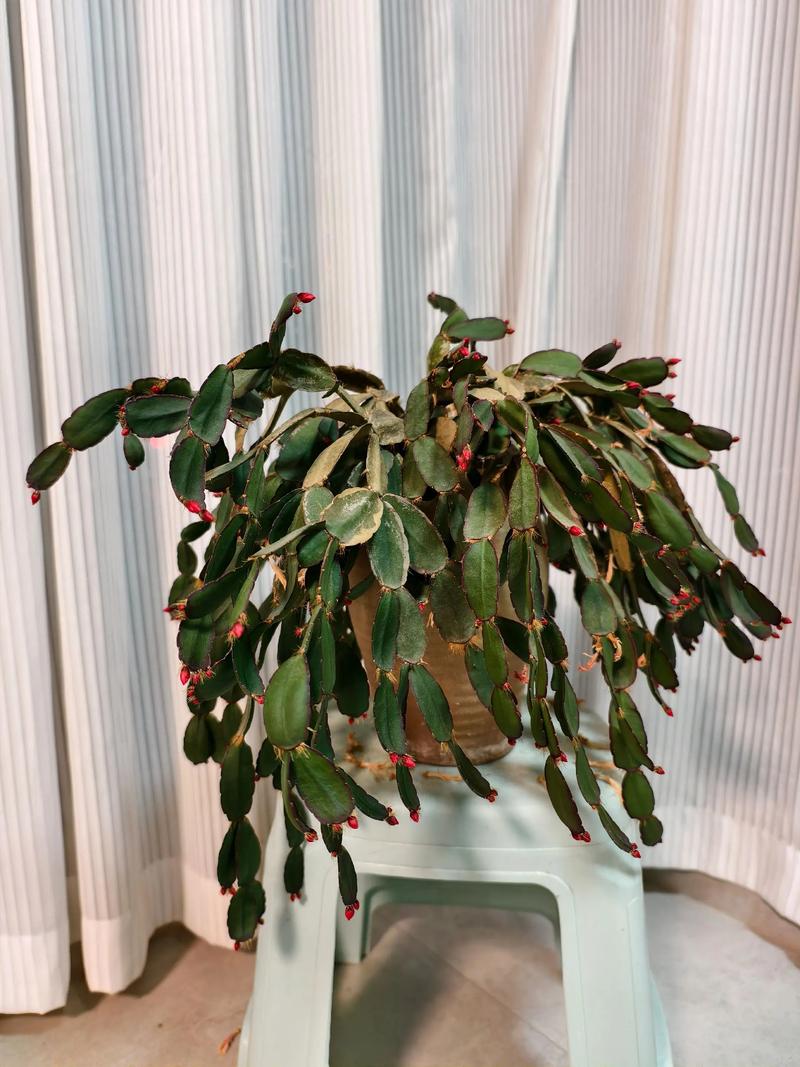 冬季蟹爪兰怎么养才开花？-第2张图片-宁夏农业信息网