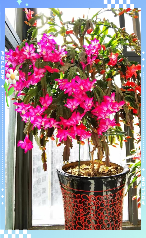 冬季蟹爪兰怎么养才开花？-第3张图片-宁夏农业信息网