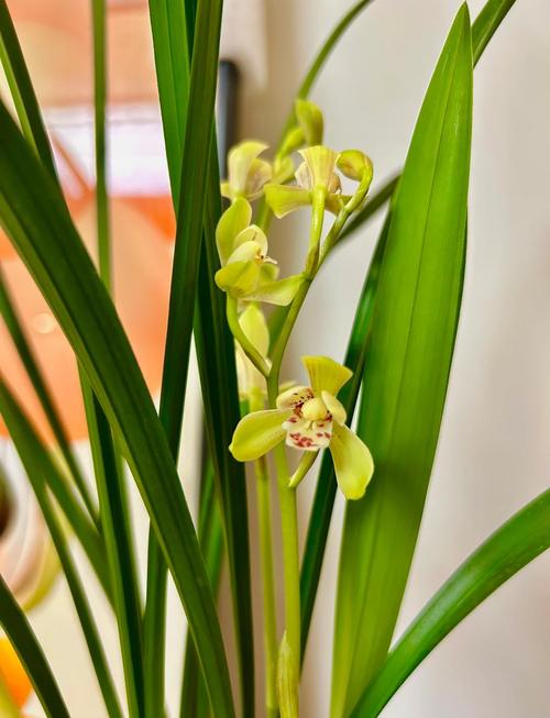 建兰品种图片哪里能找到？-第1张图片-宁夏农业信息网