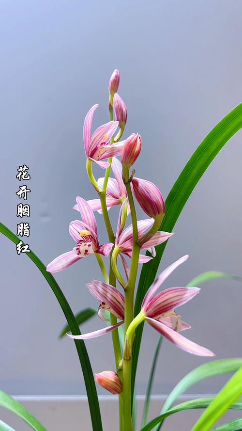 建兰品种图片哪里能找到？-第2张图片-宁夏农业信息网