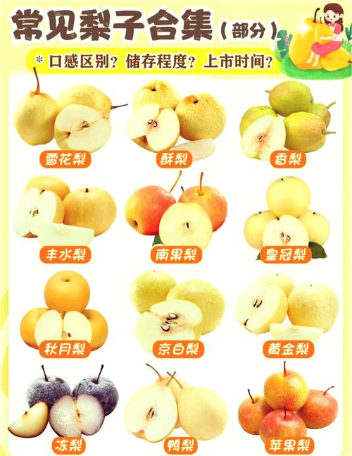 梨子品种有哪些？图片与名字对应吗？-第1张图片-宁夏农业信息网