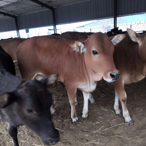 北方适合养什么品种牛？-第2张图片-宁夏农业信息网