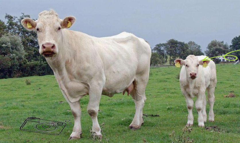 北方适合养什么品种牛？-第3张图片-宁夏农业信息网