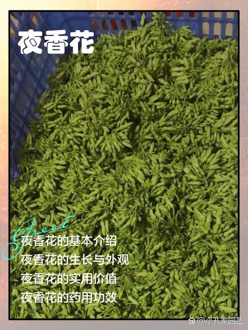 夜香花何时种？怎么种才好？-第1张图片-宁夏农业信息网