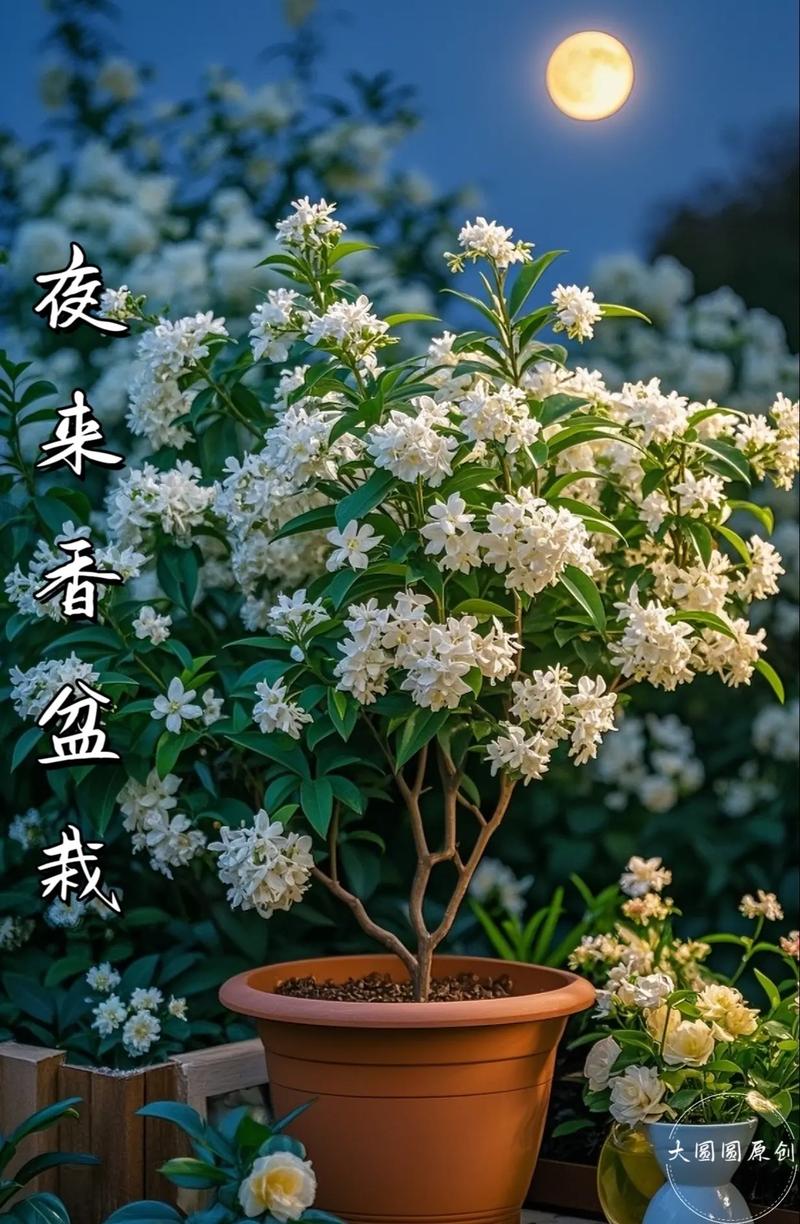 夜香花何时种？怎么种才好？-第2张图片-宁夏农业信息网
