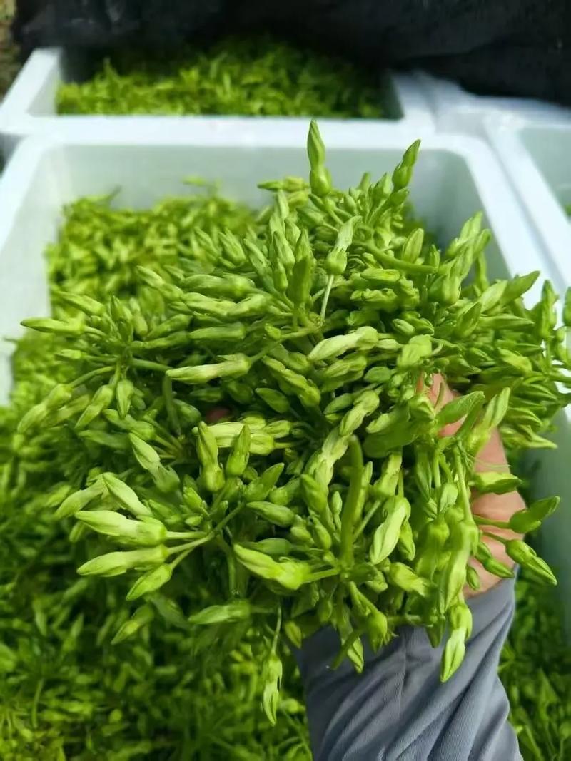 夜香花何时种？怎么种才好？-第3张图片-宁夏农业信息网