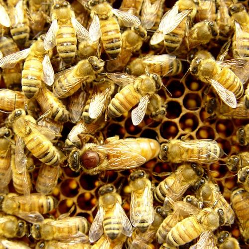 意蜂人工育王方法图片怎么操作？-第1张图片-宁夏农业信息网