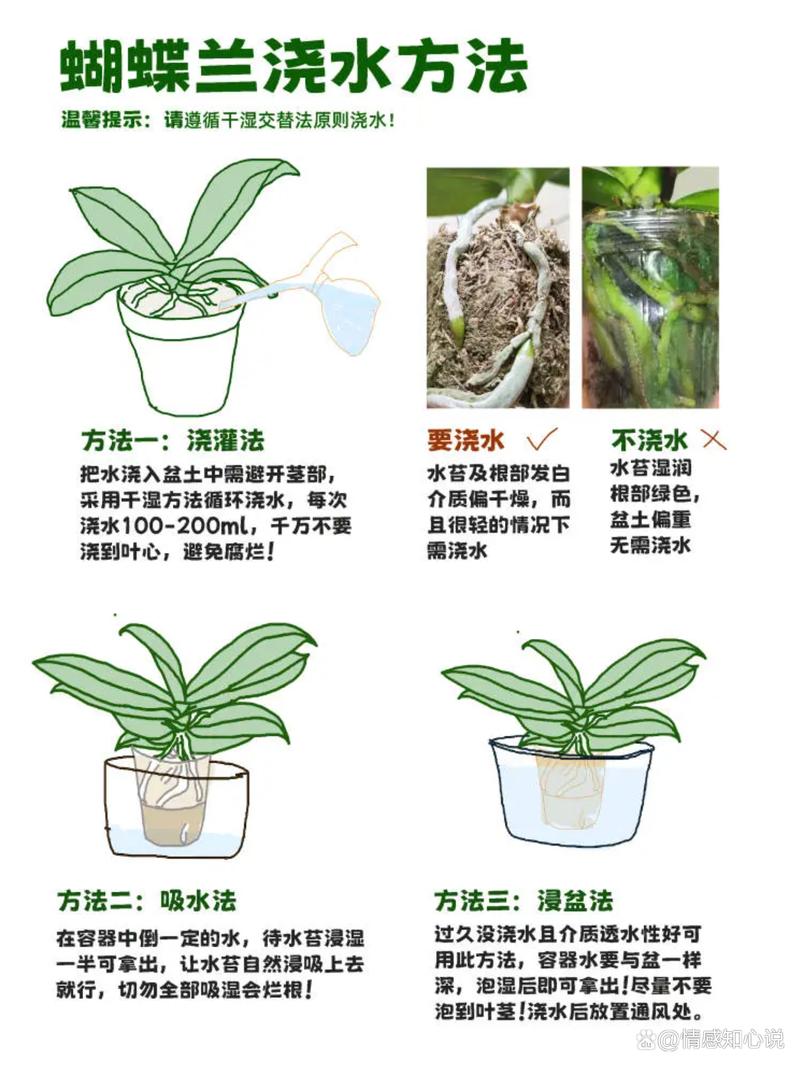 蝴蝶兰怎么养？视频教你方法！-第1张图片-宁夏农业信息网