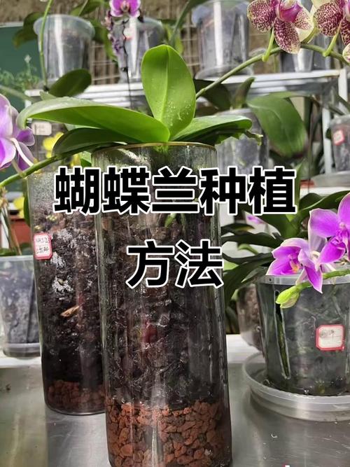 蝴蝶兰怎么养？视频教你方法！-第2张图片-宁夏农业信息网