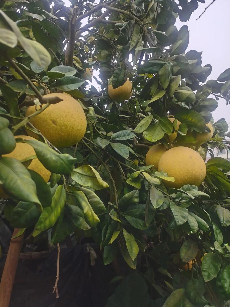 绿色的柚子是什么品种？-第2张图片-宁夏农业信息网