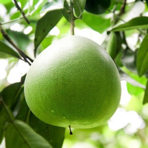 绿色的柚子是什么品种？-第3张图片-宁夏农业信息网