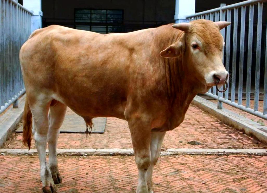 哪种黄牛品种最好？-第1张图片-宁夏农业信息网