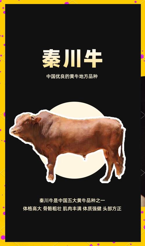 哪种黄牛品种最好？-第3张图片-宁夏农业信息网