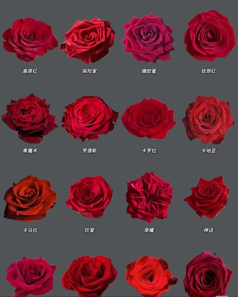 红玫瑰名贵品种有哪些？-第1张图片-宁夏农业信息网