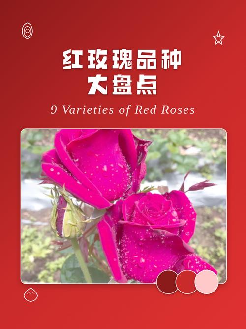 红玫瑰名贵品种有哪些？-第2张图片-宁夏农业信息网