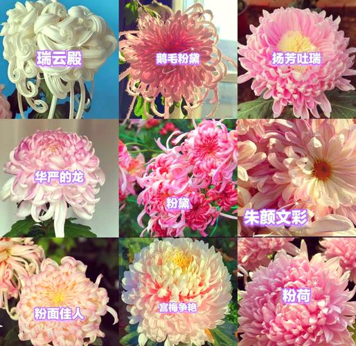 菊花形状分多少品种？-第1张图片-宁夏农业信息网