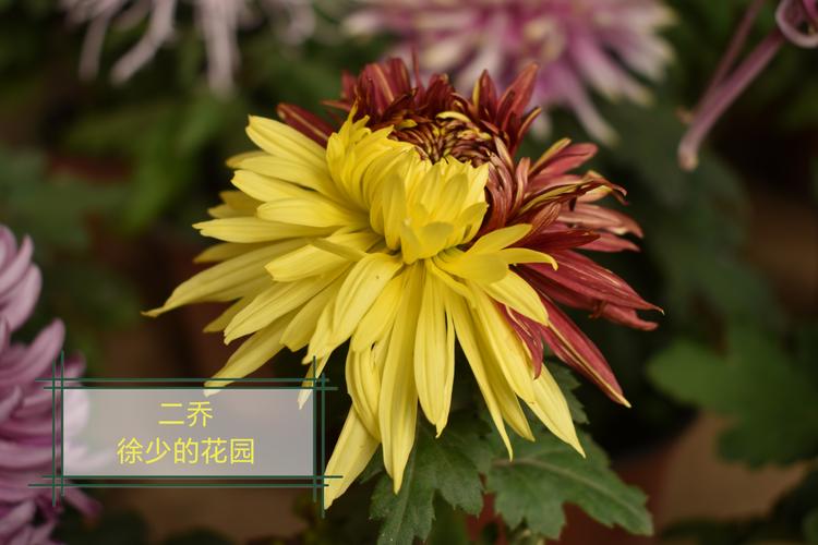 菊花形状分多少品种？-第2张图片-宁夏农业信息网