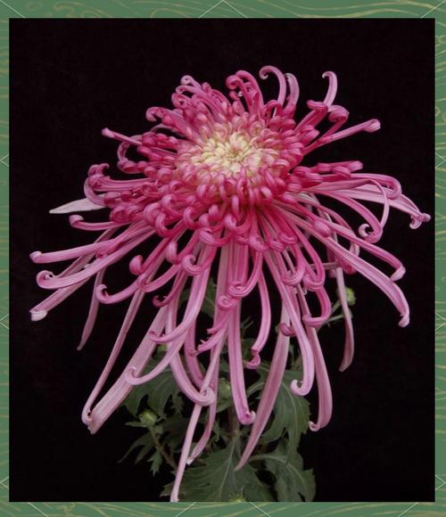 菊花形状分多少品种？-第3张图片-宁夏农业信息网