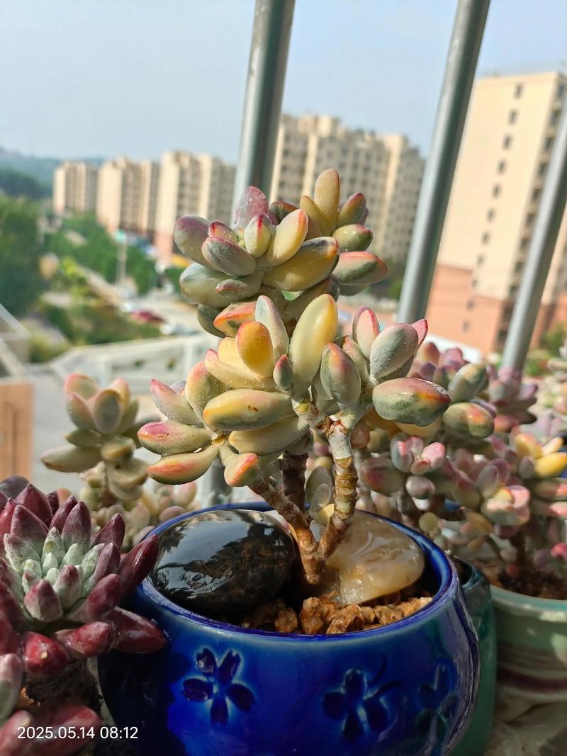 福娘多肉怎么浇水才正确？-第1张图片-宁夏农业信息网