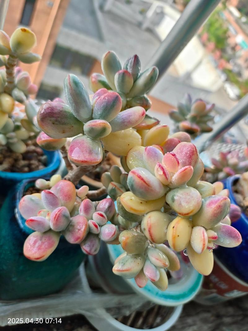 福娘多肉怎么浇水才正确？-第3张图片-宁夏农业信息网