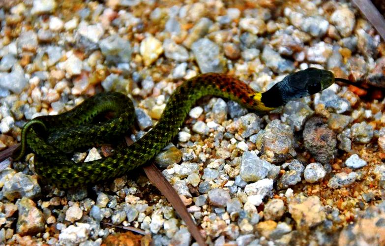 广东水蛇养殖有哪些常见品种？-第1张图片-宁夏农业信息网