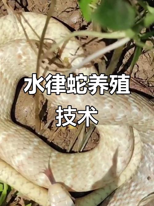 广东水蛇养殖有哪些常见品种？-第2张图片-宁夏农业信息网