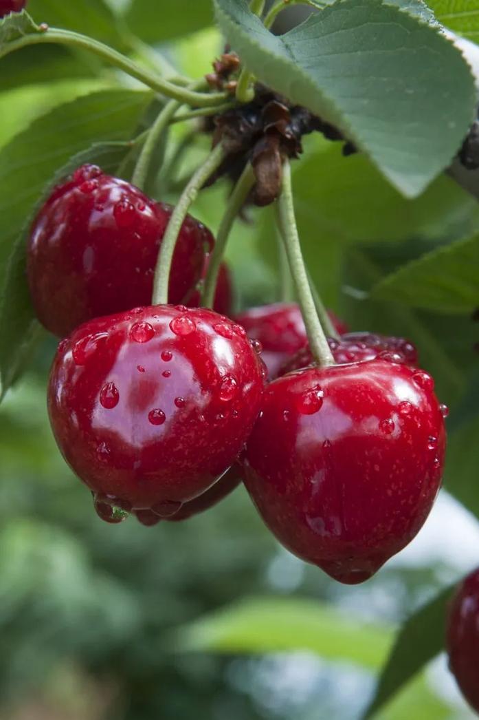 樱桃品种有哪些？图片大全大图看这里！-第1张图片-宁夏农业信息网