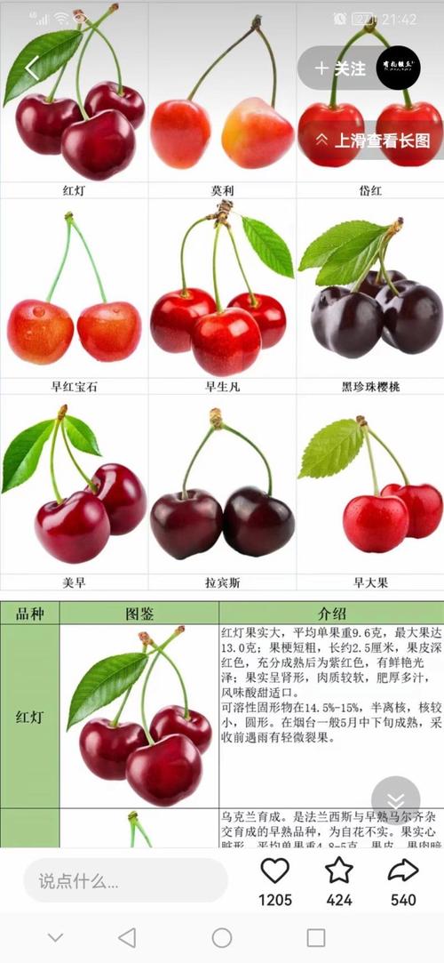 樱桃品种有哪些？图片大全大图看这里！-第2张图片-宁夏农业信息网