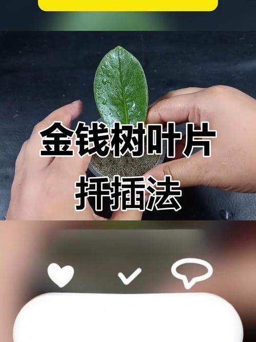 金钱树叶插怎么繁殖？-第2张图片-宁夏农业信息网