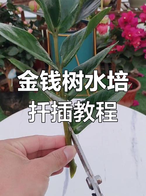 金钱树叶插怎么繁殖？-第3张图片-宁夏农业信息网