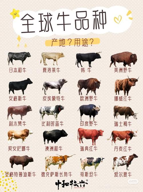 哪种牛最好养又省心？-第3张图片-宁夏农业信息网