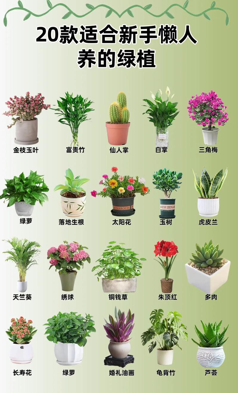 养花品种图片有哪些？-第1张图片-宁夏农业信息网