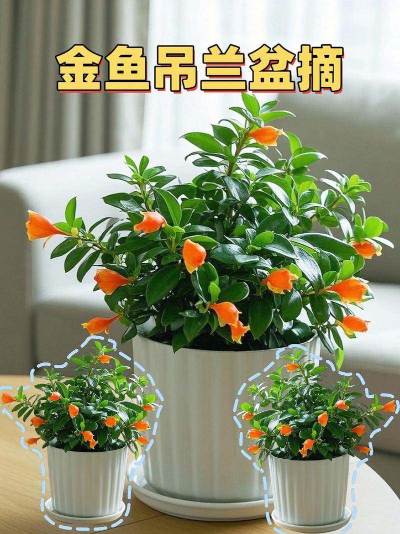 养花品种图片有哪些？-第3张图片-宁夏农业信息网