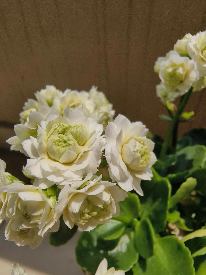 养花品种图片有哪些？-第2张图片-宁夏农业信息网