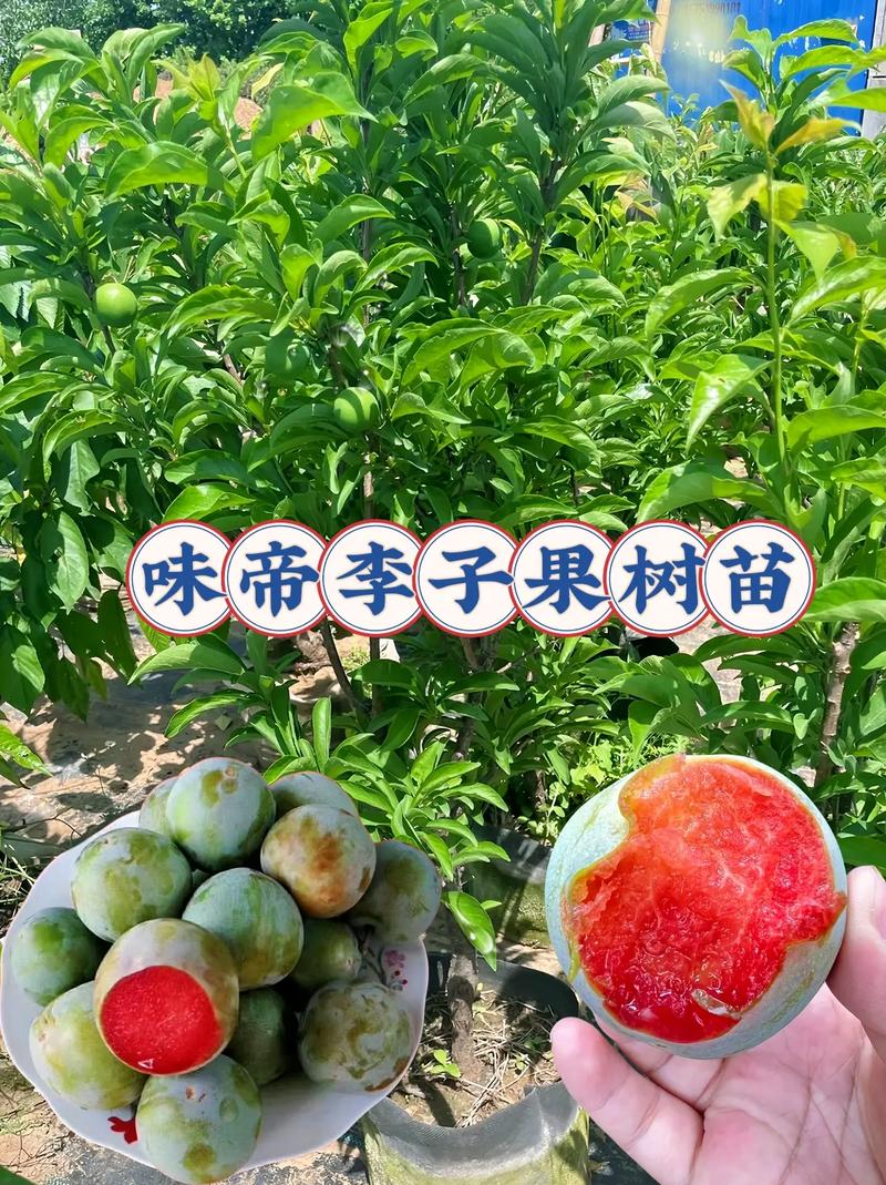常见李子品种有哪些？-第2张图片-宁夏农业信息网