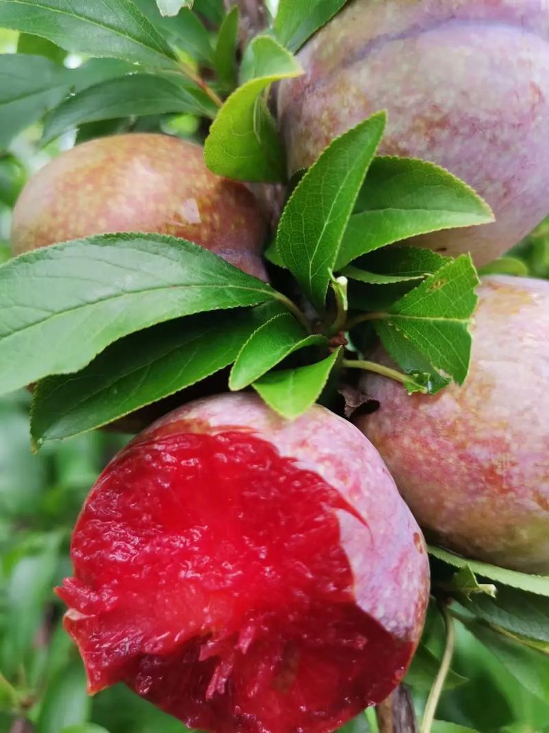 常见李子品种有哪些？-第3张图片-宁夏农业信息网